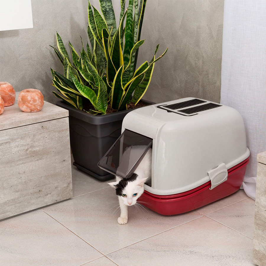 Banheiro para gatos grandes: confira aqui a opção ideal | Petz